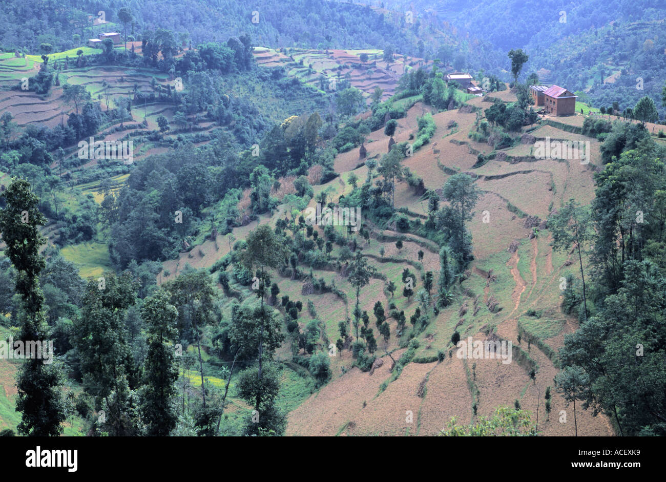 Scenic de terracies agricole dans la vallée de Katmandou au Népal Banque D'Images