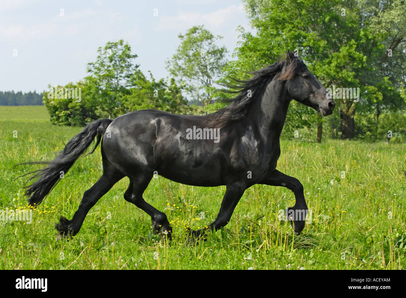 Cheval frison trottant dans le paddock Banque D'Images