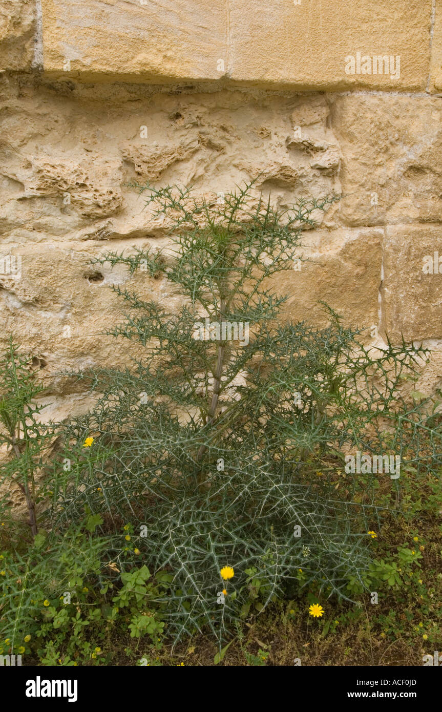 Le chardon (Galactites tomentosa) croissant dans le domaine du théâtre romain, Soli, Chypre du Nord, l'Europe Banque D'Images
