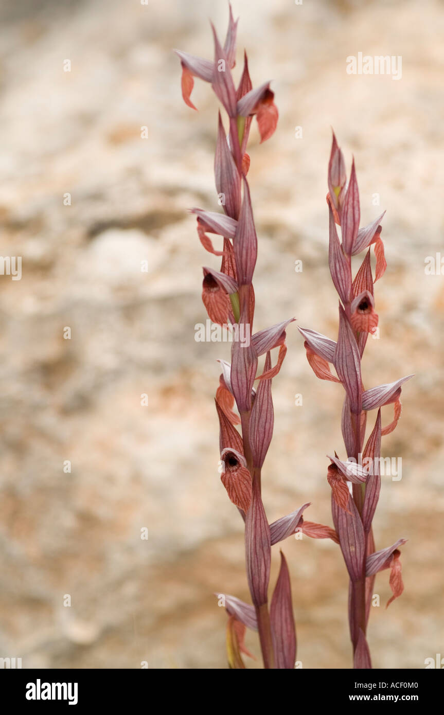L'Orchidée Serapias lèvres longue (Serapias vomeracea) fleur sauvage, Vouni Palace, Chypre du Nord, Méditerranée, Europe Banque D'Images