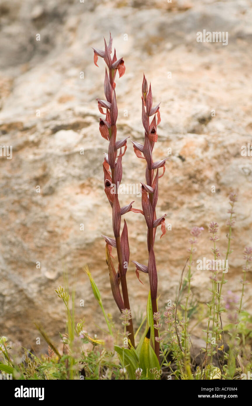 L'Orchidée Serapias lèvres longue (Serapias vomeracea) fleur sauvage, Vouni Palace, Chypre du Nord, Méditerranée, Europe Banque D'Images