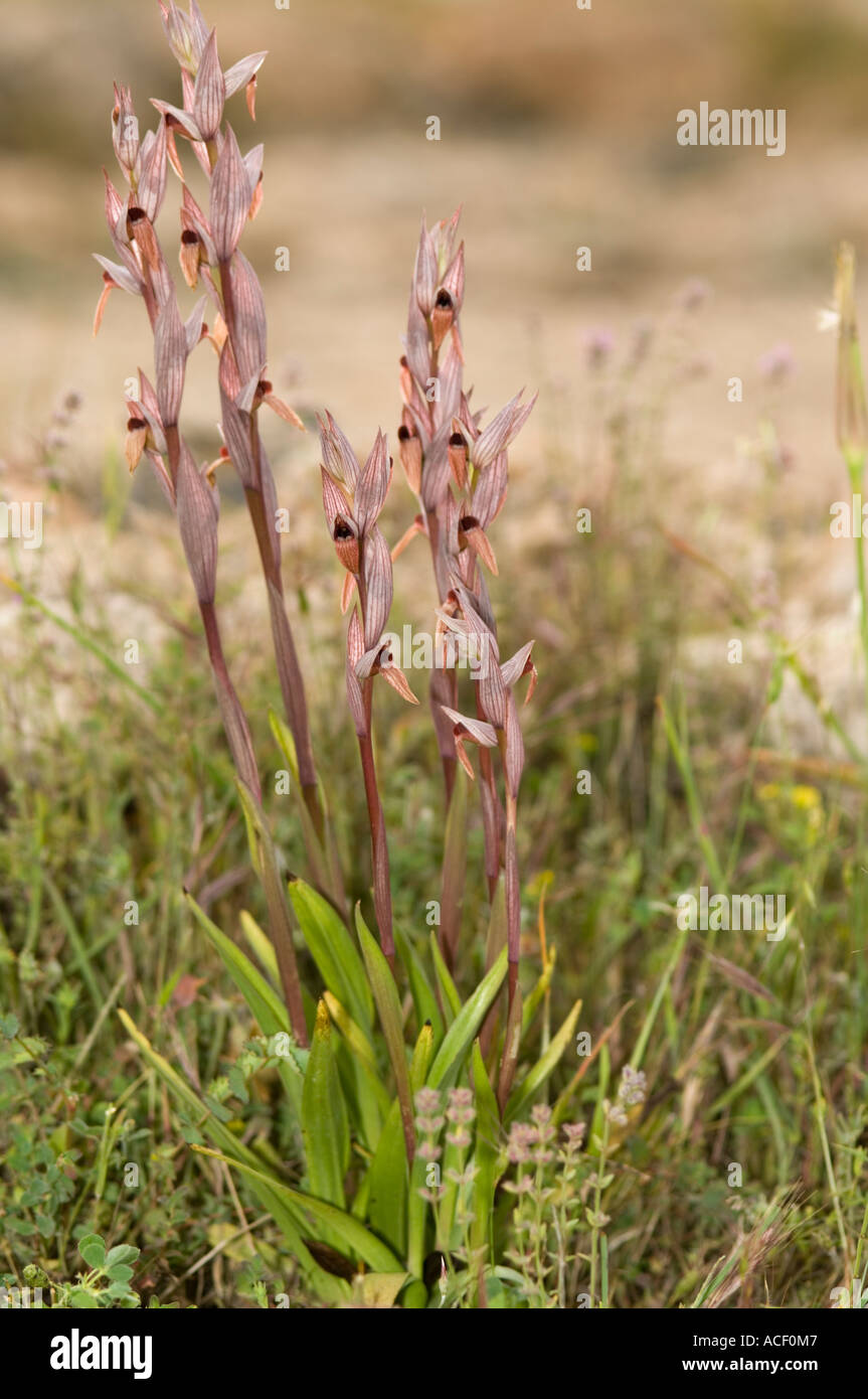L'Orchidée Serapias lèvres longue (Serapias vomeracea) fleur sauvage, Vouni Palace, Chypre du Nord, Méditerranée, Europe Banque D'Images