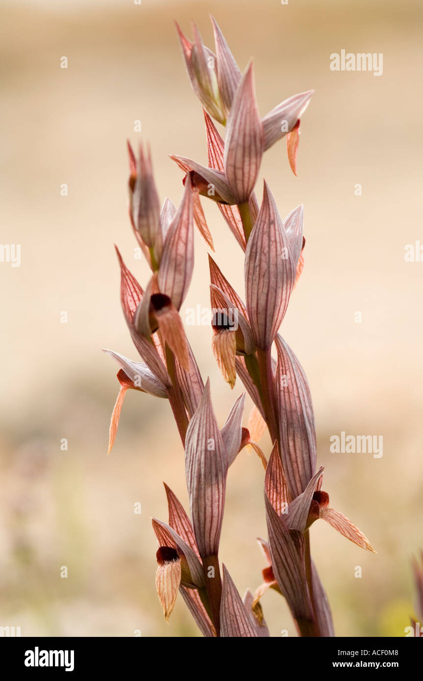 L'Orchidée Serapias lèvres longue (Serapias vomeracea) fleur sauvage, Vouni Palace, Chypre du Nord, Méditerranée, Europe Banque D'Images
