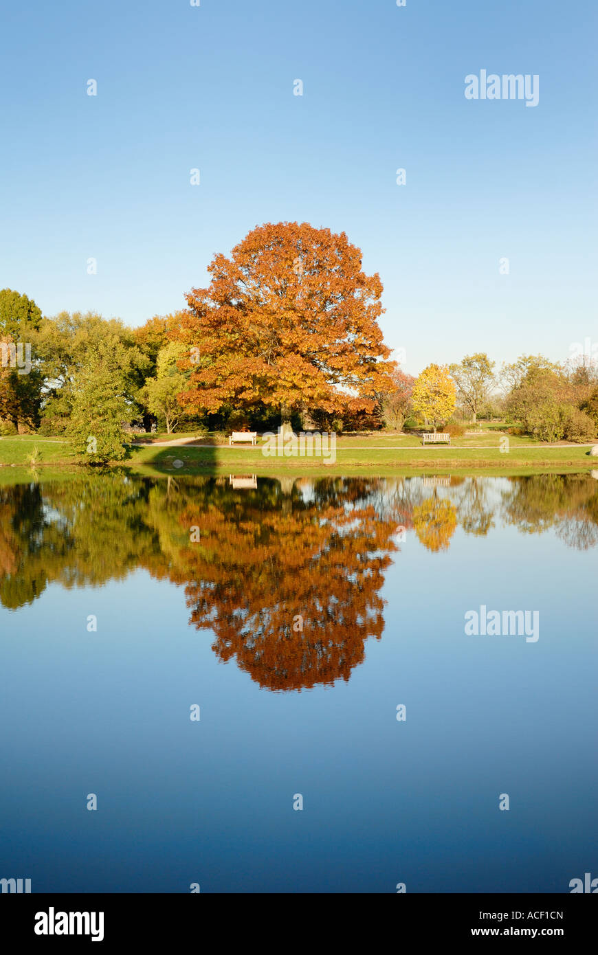 Arbre d'automne avec la réflexion Banque D'Images