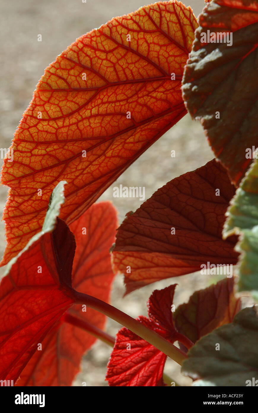 Begonia grandis evansiana 'Claret jug' Banque D'Images
