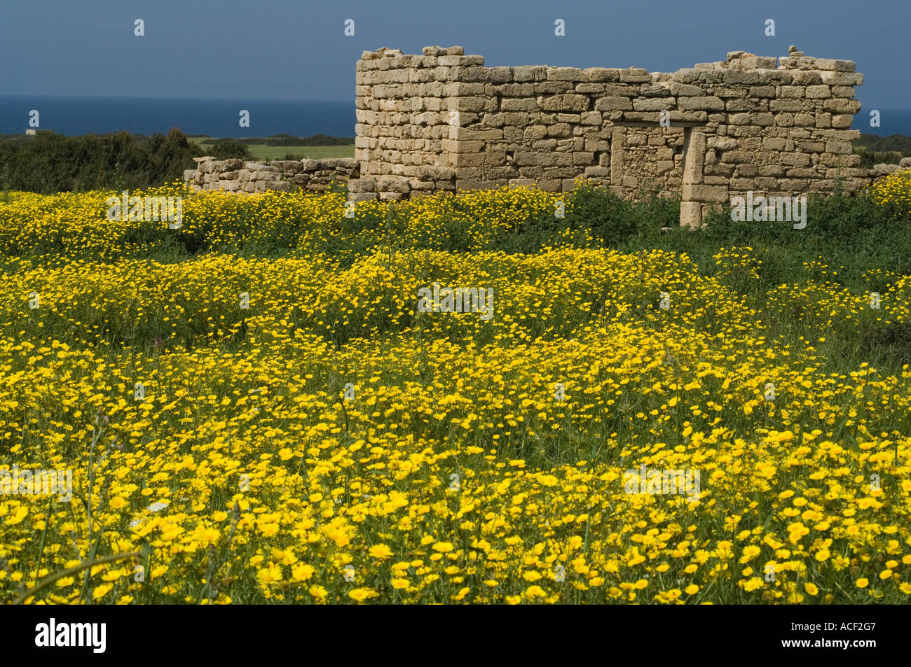 Ruine dans la prairie en fleurs au printemps, la mer, la péninsule de Karpaz, Chypre du Nord, Méditerranée, Europe Banque D'Images