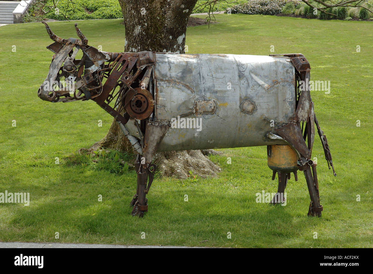 Metal cow Banque de photographies et d'images à haute résolution - Alamy