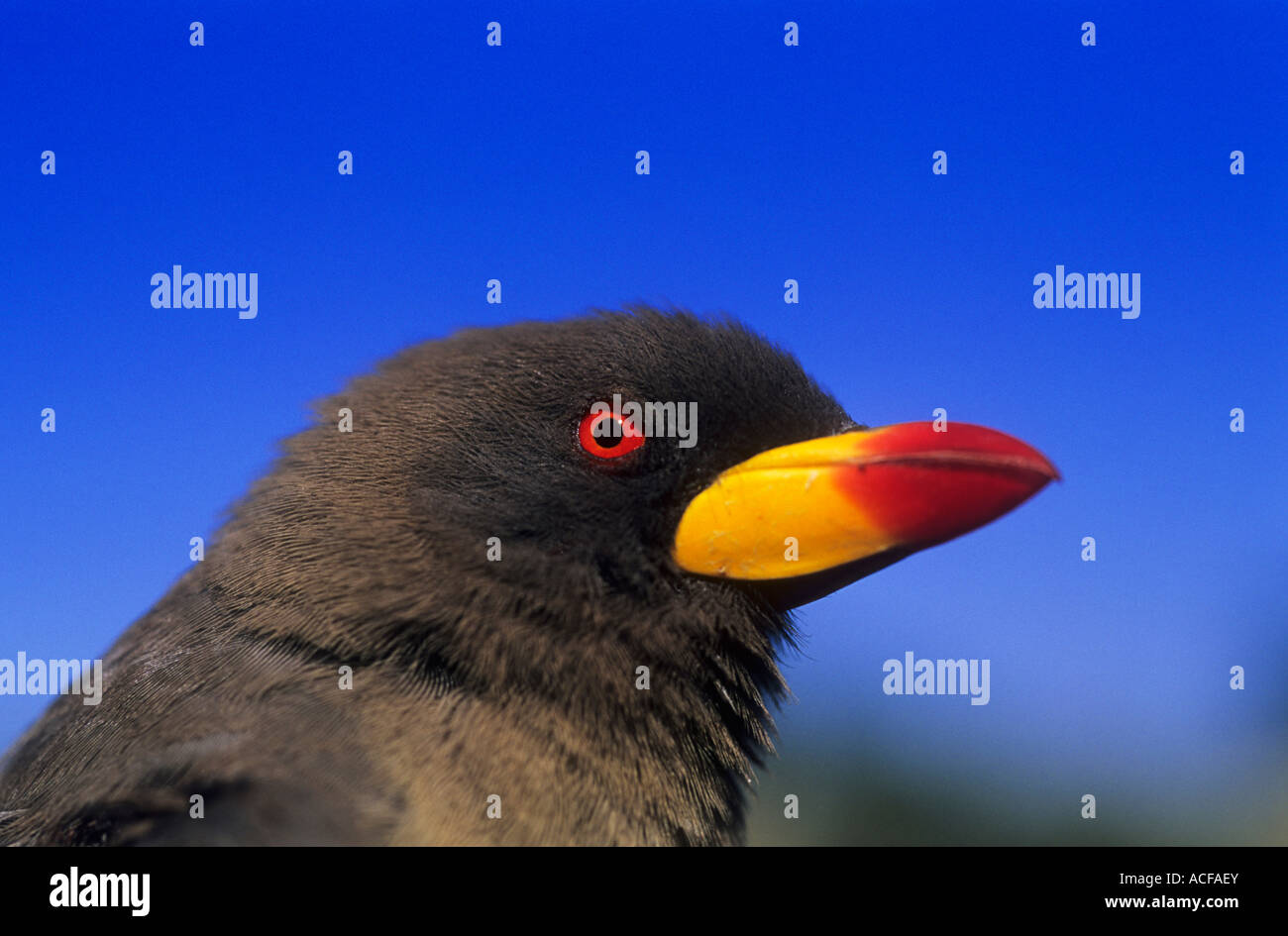 Portrait de bec jaune oxpecker Mombo, Okavango Delta, Botswana Banque D'Images