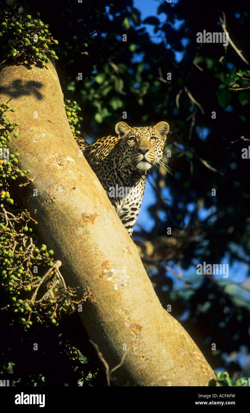 Léopard mâle sycamore fig tree Mombo, Okavango Delta, Botswana Banque D'Images