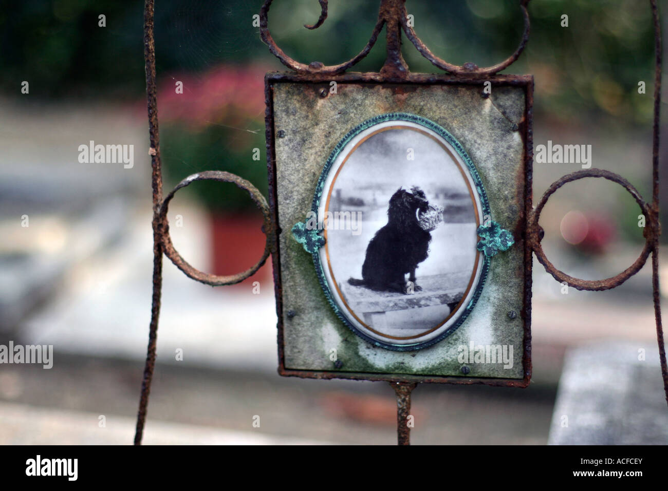 Chien tombe vieux paris photo tintype Banque de photographies et