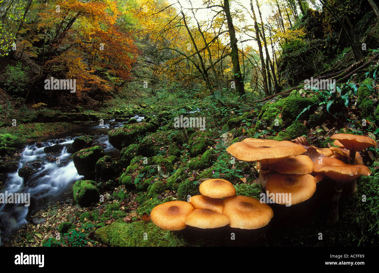 L'automne dans la vallée du Lison avec champignons sauvages Jura France Banque D'Images