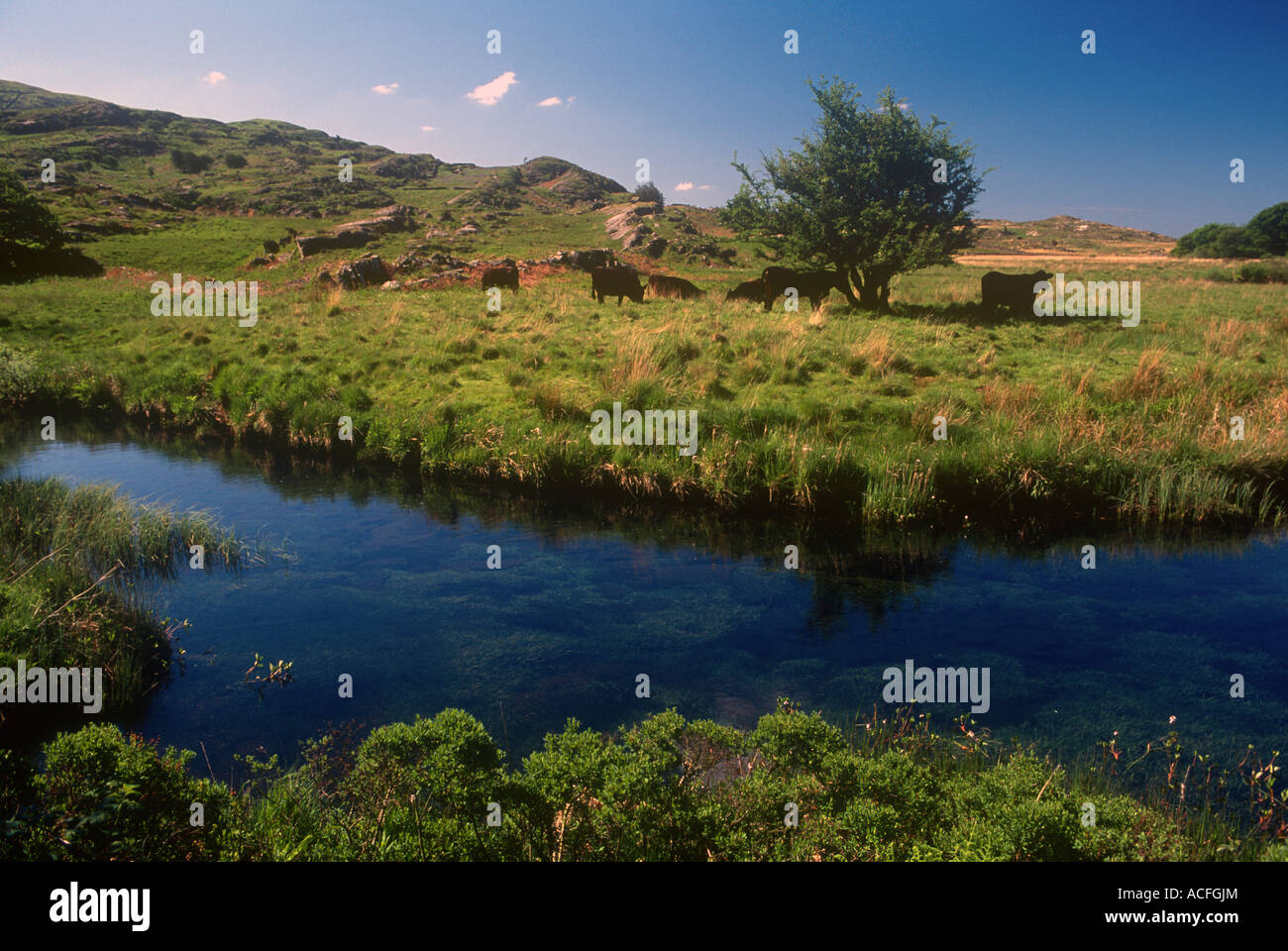 Nantcol mcg Snowdonia Gwynedd Bovins Bovins Agriculture noir gallois Banque D'Images