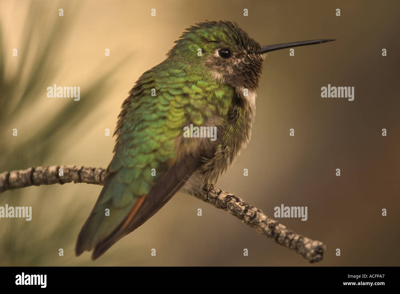 Humming Bird on branch Banque D'Images
