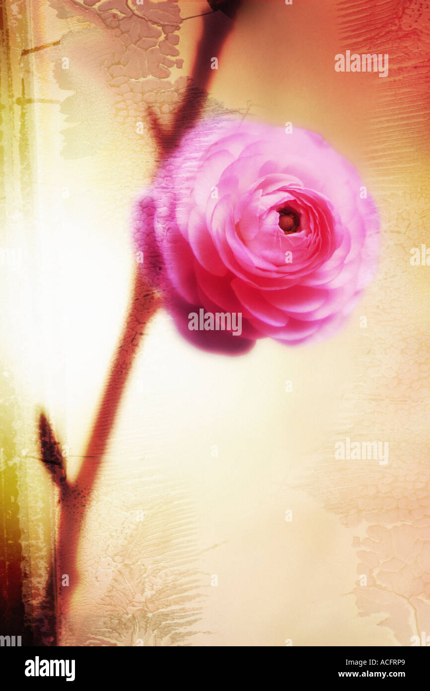 Photo d'une rose rose Banque D'Images