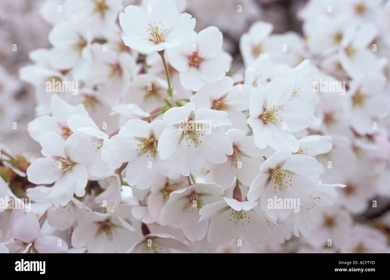 Close up de grappe de fleurs blanches au début du printemps, la floraison des cerisiers Fuji ou Prunus incisa tree Banque D'Images