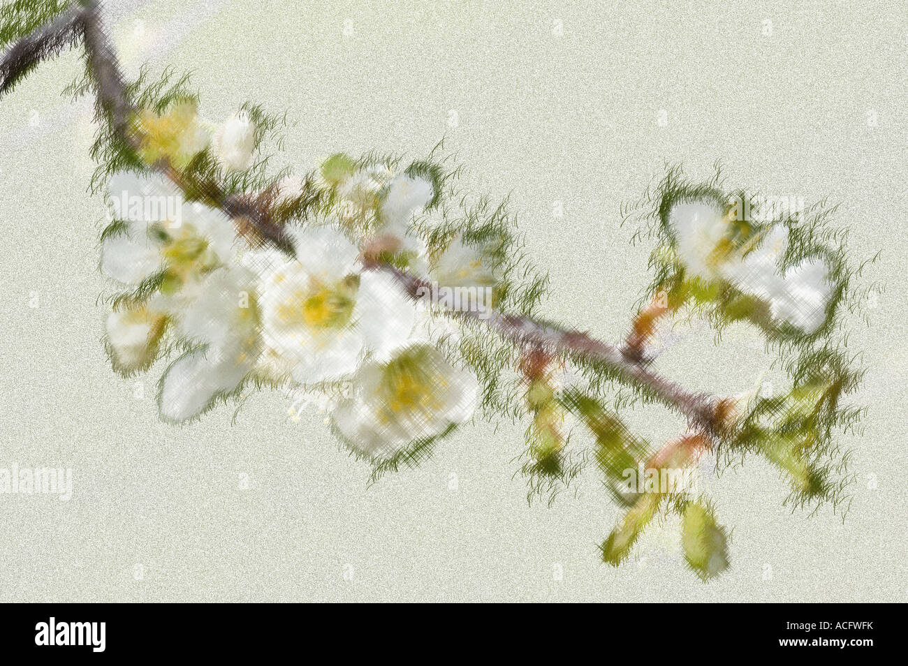 Photoshop sketch of wild Cherry Blossoms Banque D'Images