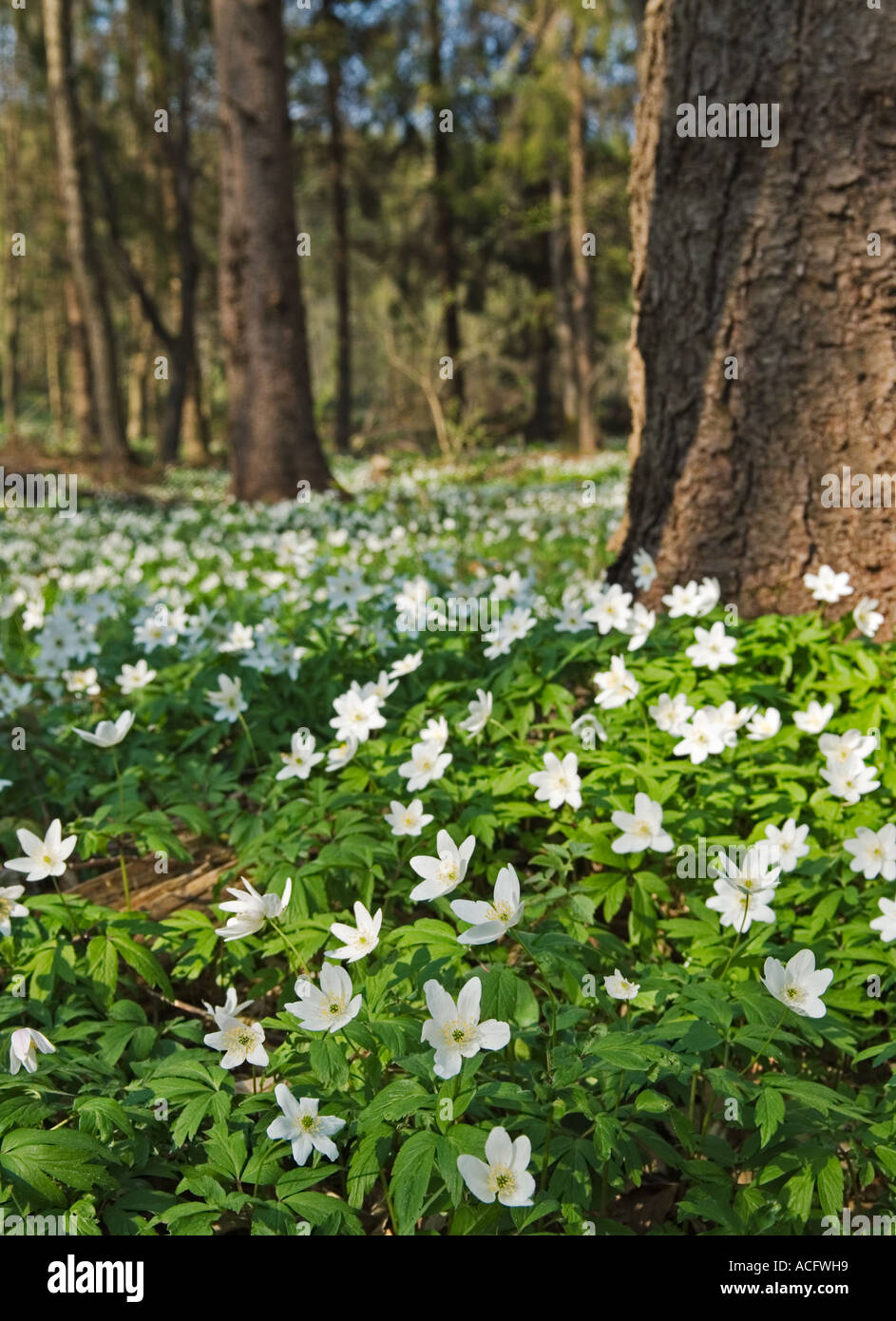 Fleurs blanches Campanula carpatica campanule des Carpates dans le Hutsulshyna Carpates Ukraine Banque D'Images