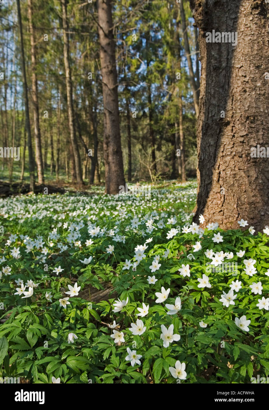 Fleurs blanches Campanula carpatica campanule des Carpates dans le Hutsulshyna Carpates Ukraine Banque D'Images