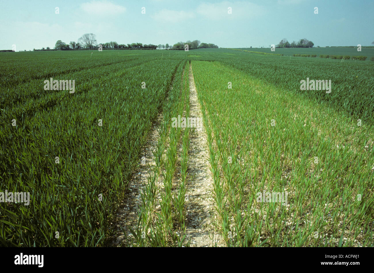 Les parcelles de cultures de blé avec l'application d'engrais azote normal par rapport à gauche pas d'engrais Banque D'Images