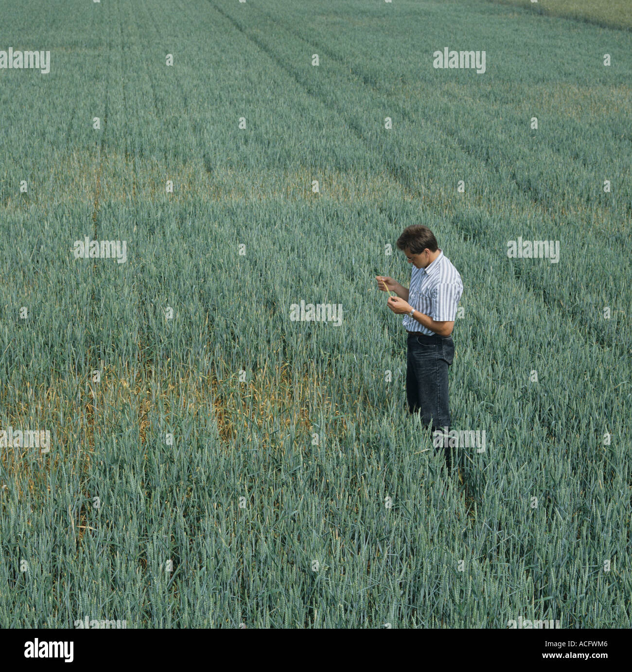 Un agronome évalue prendre tous les patch dans une récolte de blé à maturité Allemagne Banque D'Images
