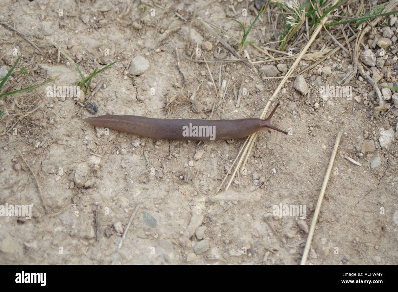 Escargot. (Slug) Banque D'Images