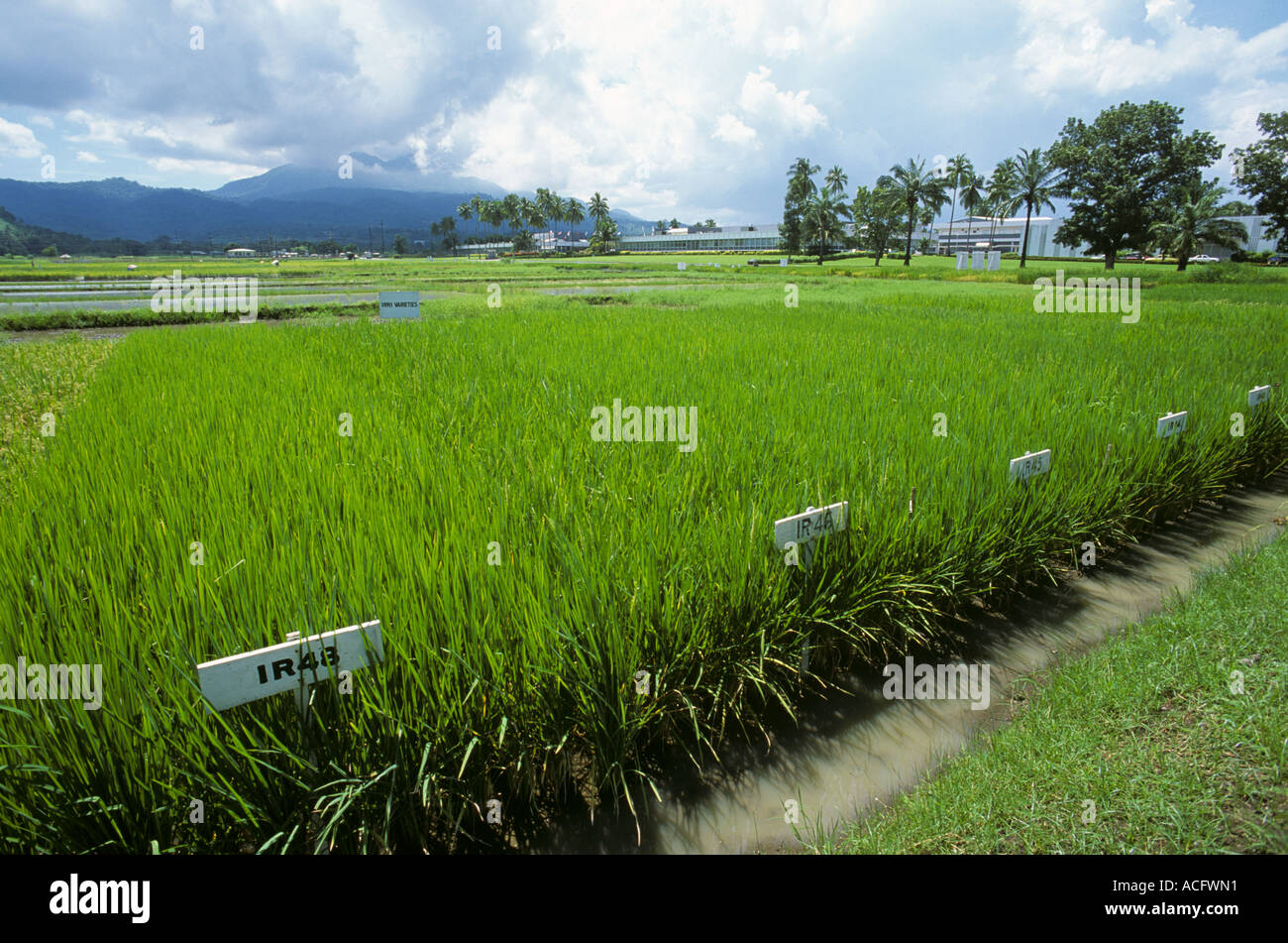 Les parcelles de démonstration du riz à l'Institut international de recherche sur le riz aux Philippines Banque D'Images