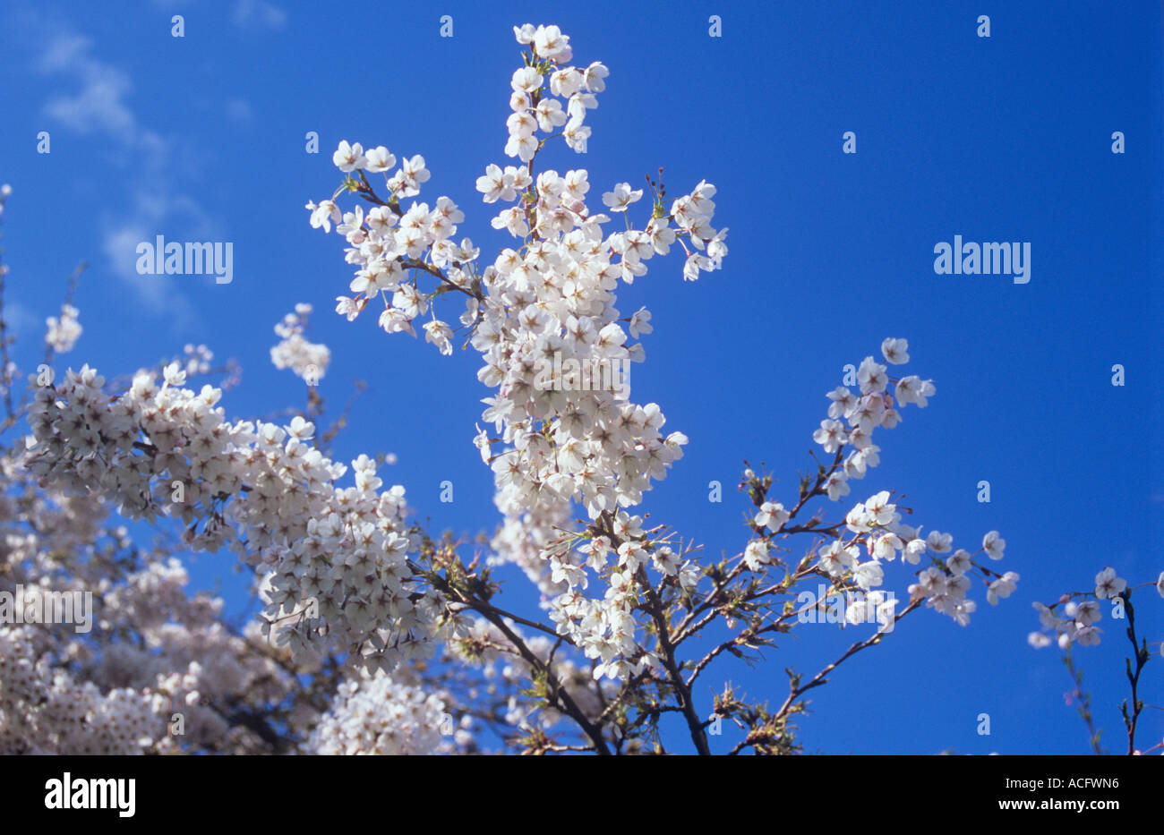 Close up de grappes de fleurs blanches au début du printemps de la floraison cherry Prunus incisa Fuji ou arbre contre ciel bleu Banque D'Images