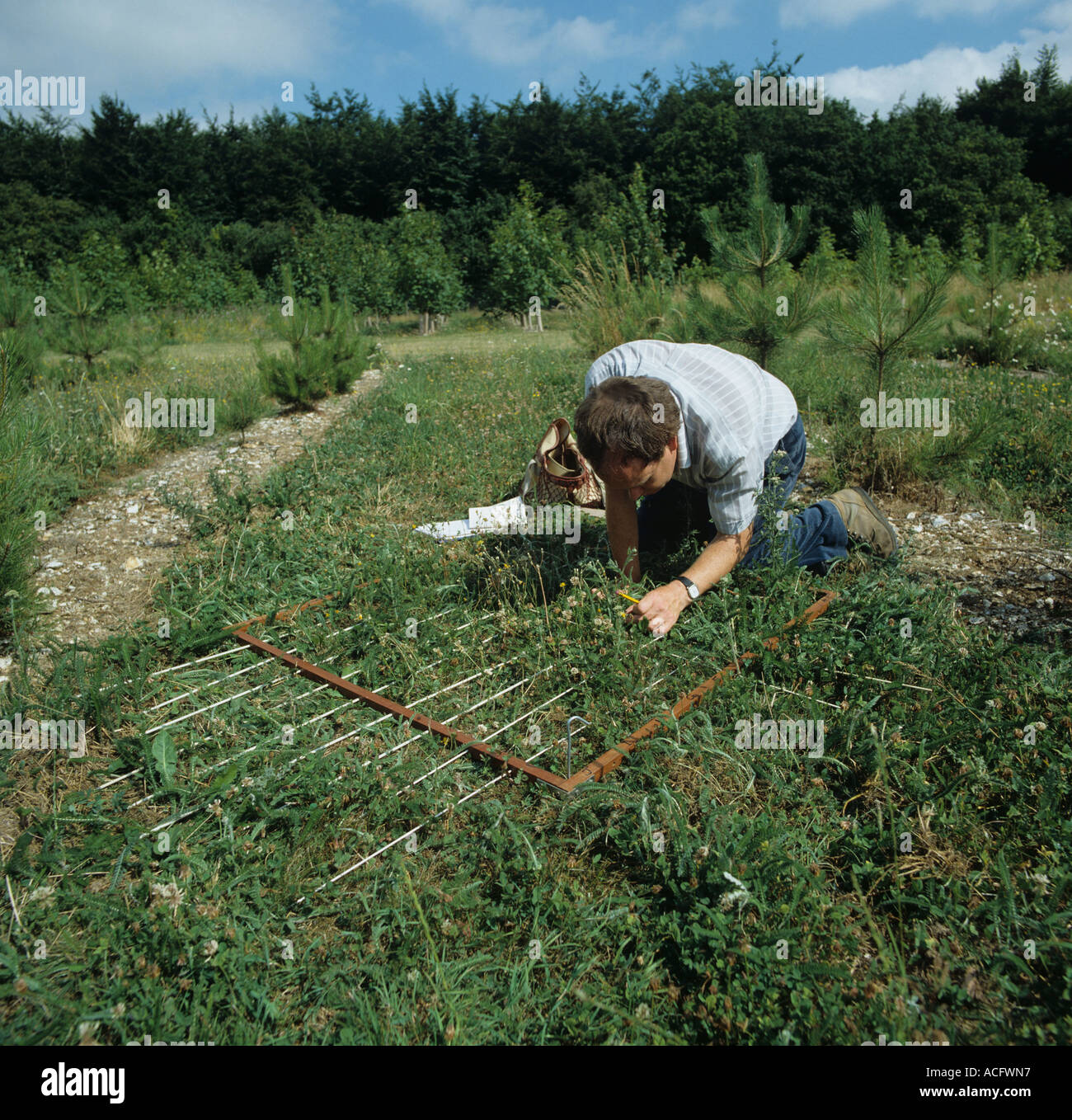 Technicien de recherche l'évaluation de la population de mauvaises herbes dans un quadrat de 1 m Banque D'Images