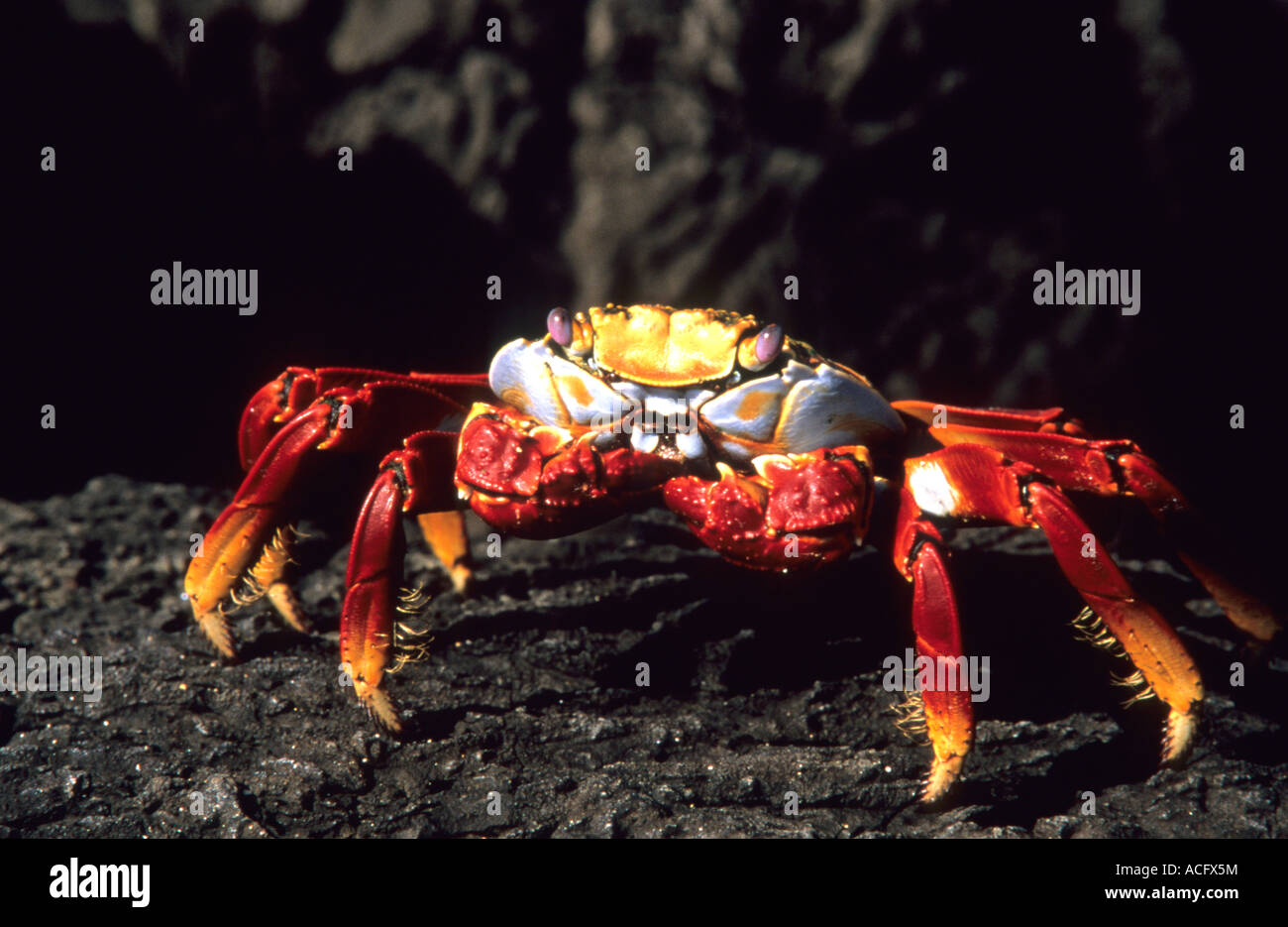 Sally Lightfoot crab galapagos équateur amérique du sud Banque D'Images