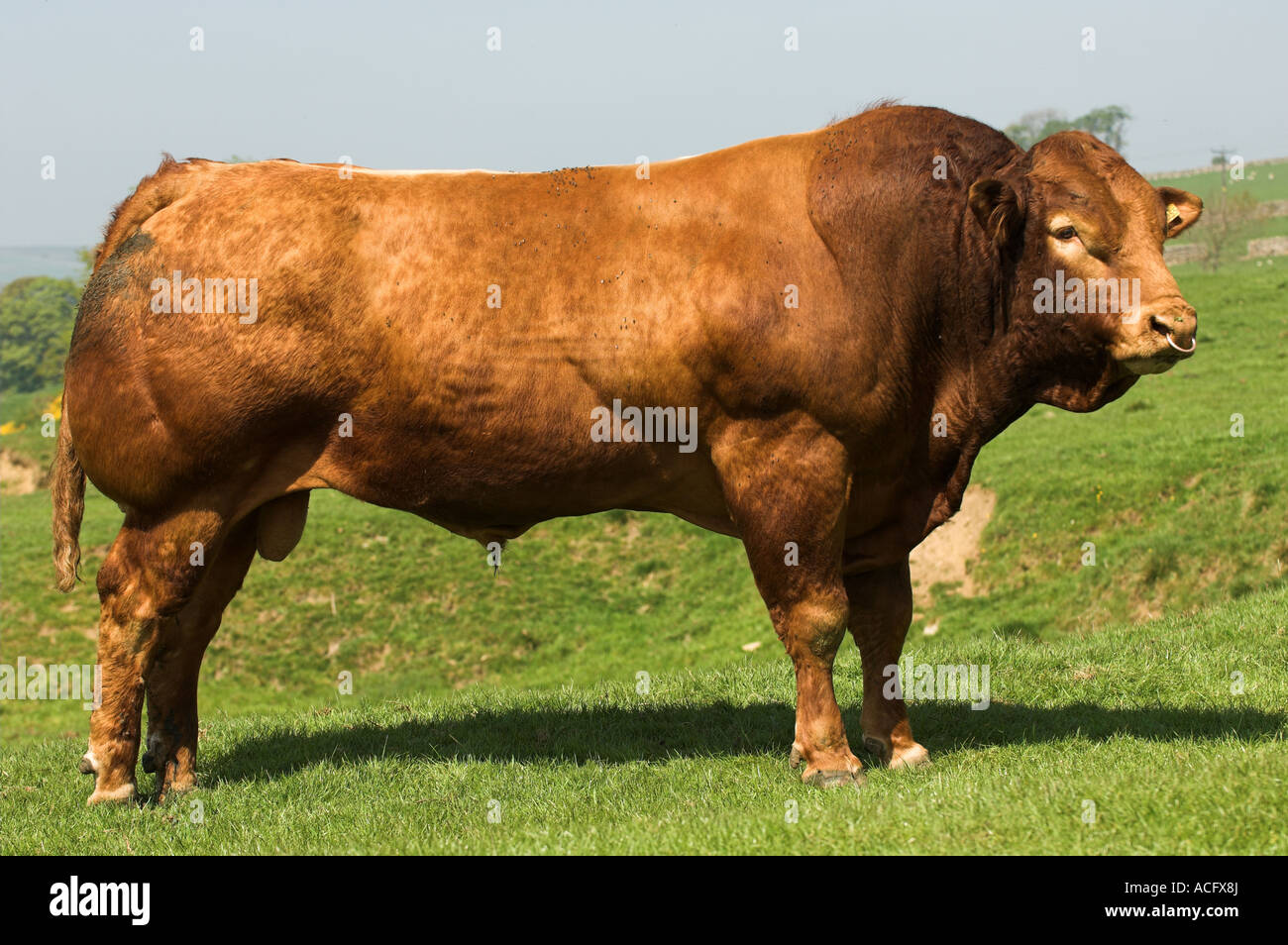 Limousin Bull en matière Banque D'Images