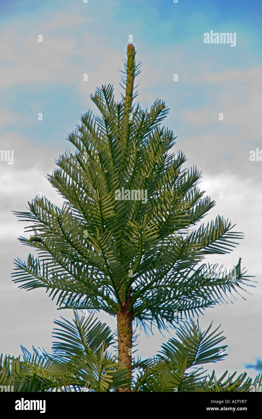 L'ancien pin australien Wollomi seulement découvert en 1994, également connu sous le nom de l'arbre généalogique des dinosaures Banque D'Images