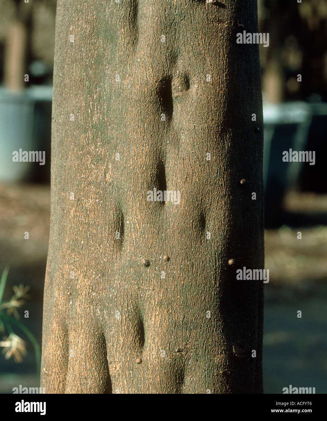 Les dépressions dans l'écorce d'un arbre clémentine causés par virus cristacortis Banque D'Images