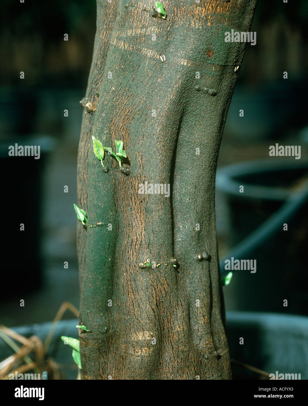 Virus de la distorsion concave gum l'écorce d'un tronc d'arbre mandarin Banque D'Images