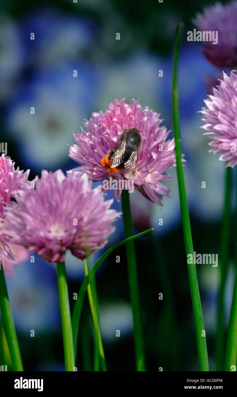 Cerf rouge Bourdon sur Allium schoenoprasum,à l'extérieur dans un jardin boisé. Banque D'Images