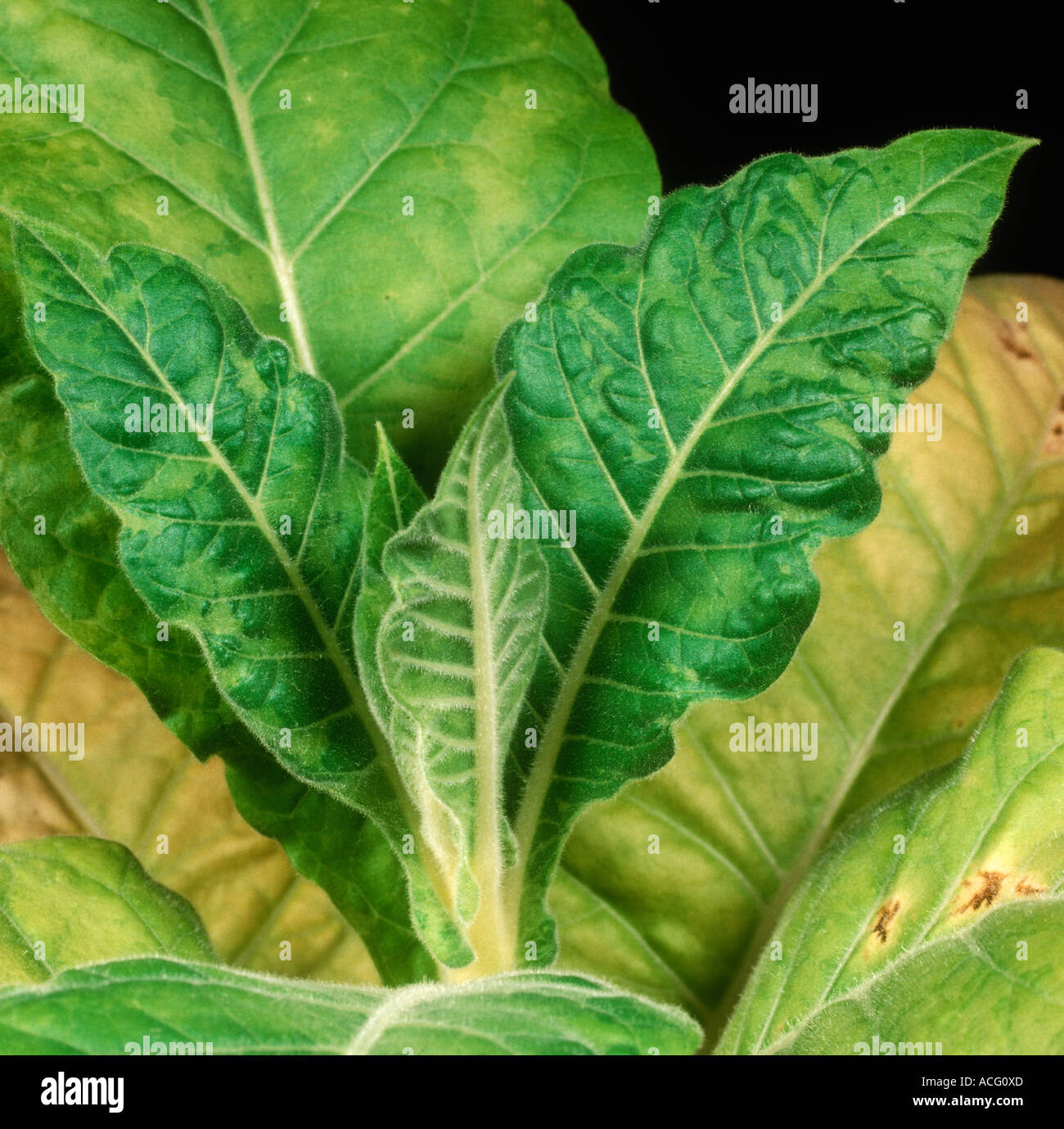 Les symptômes du virus de la mosaïque du tabac et certaines zones de couleur claire distorsion dans une feuille de tabac Banque D'Images Les symptômes du virus de la mosaïque du tabac et certaines zones de couleur claire distorsion dans une feuille de tabac Banque D'Images