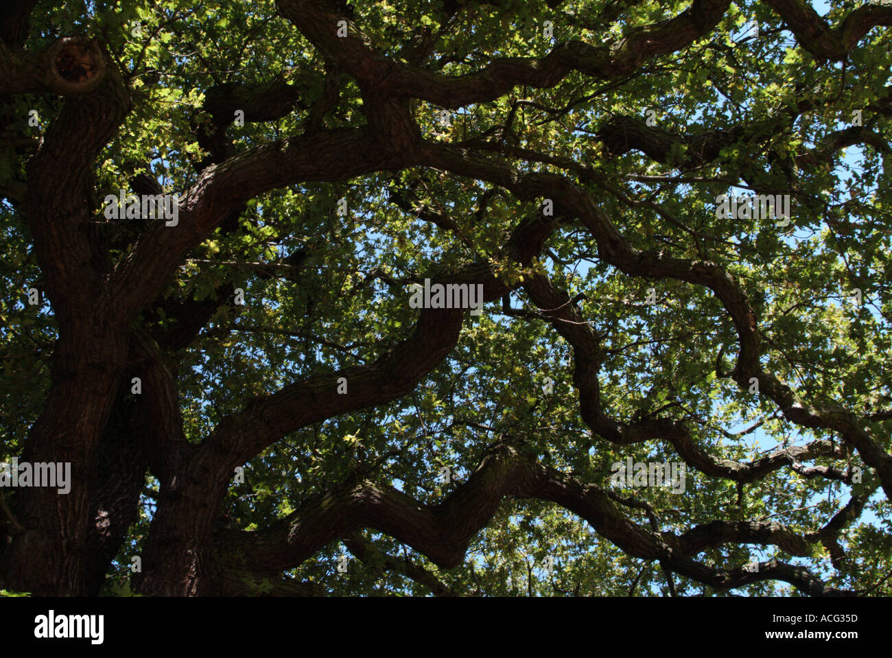 Oak tree branches Hampsted Heath Londres Egland Banque D'Images