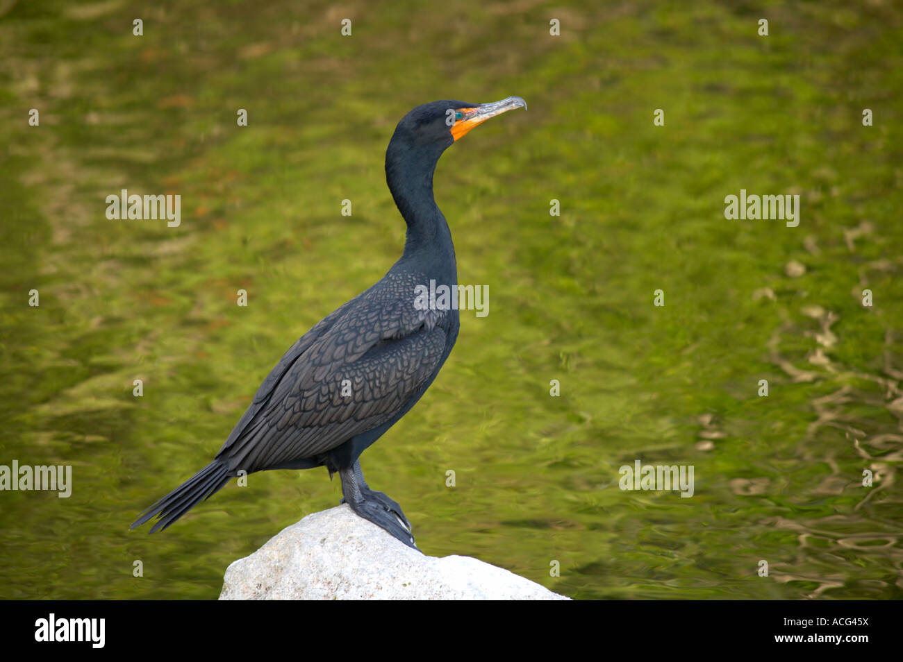 Aigrettes Phalacrocorax auritus le long de la rivière Turner Road à Big Cypress National Preserve la Floride du sud Banque D'Images