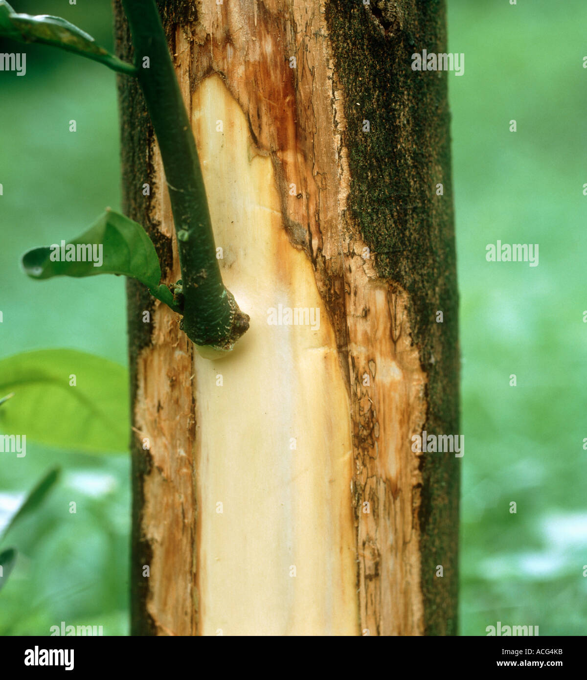 Phoma tracheiphila mal secco tissus vasculaires malades exposés sur tronc de citron Banque D'Images