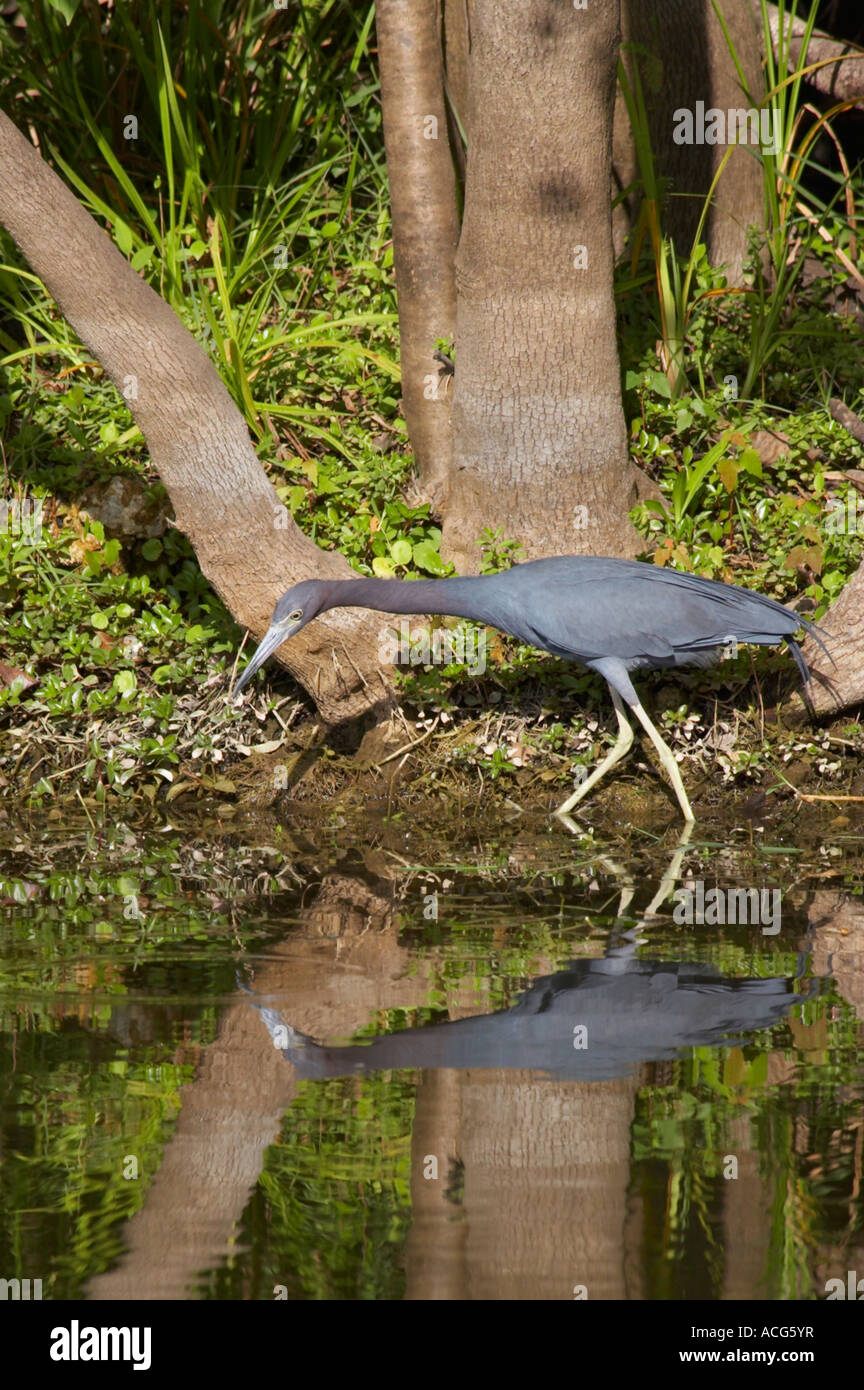 Little Blue Heron Egretta dans carerulea Big Cypress National Preserve la Floride du sud Banque D'Images