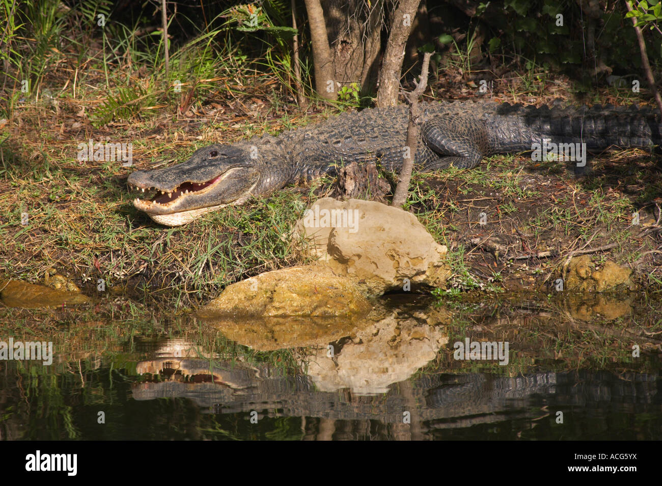 Alligator Alligator mississipiensis Turner le long du chemin River dans la région de Big Cypress National Preserve la Floride du sud Banque D'Images