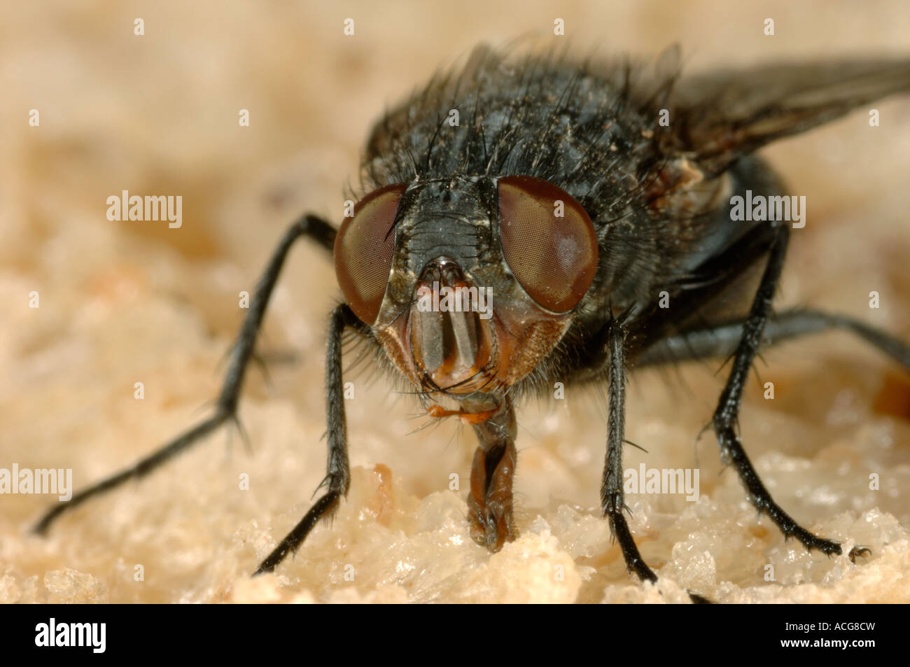 Un adulte mouche à viande Sarcophaga carnaria une mouche Banque D'Images