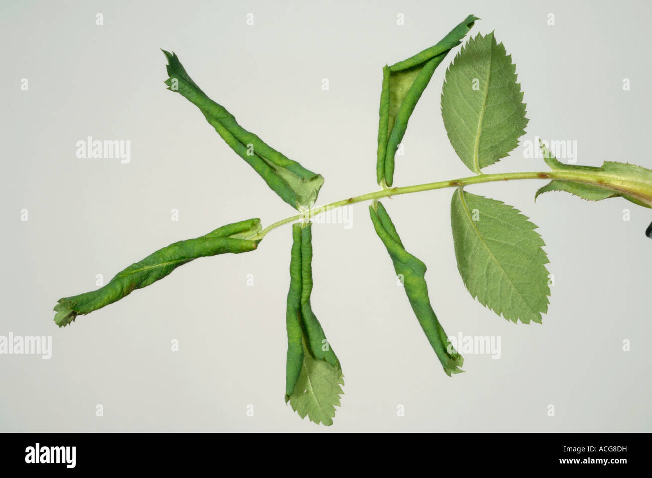 La tenthrède du laminage de feuilles Blennocampa phyllocolpa endommagement d'une feuille de rose Banque D'Images