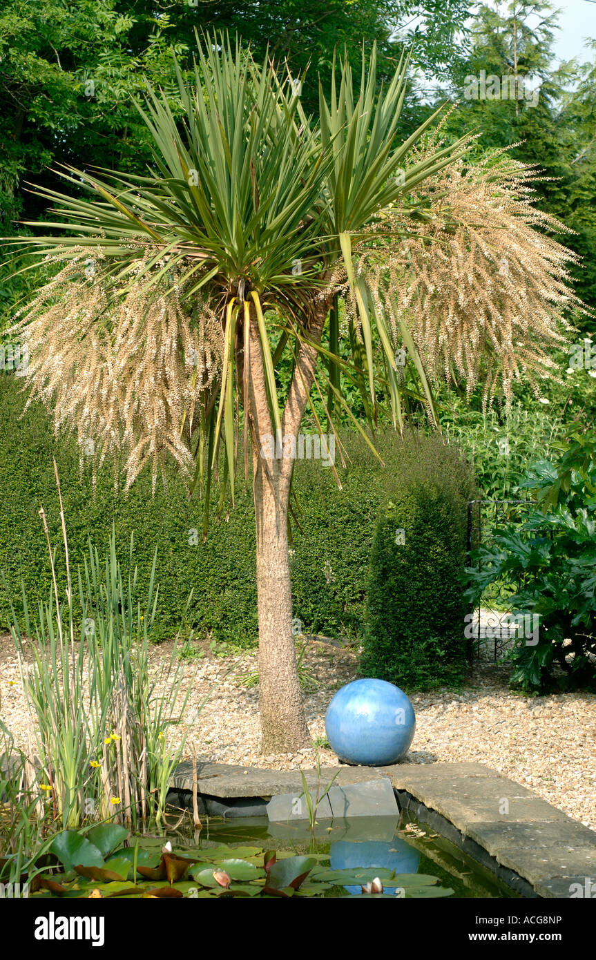 Palm Torbay portant deux grandes grappes axilares de fleurs par un étang de jardin Banque D'Images