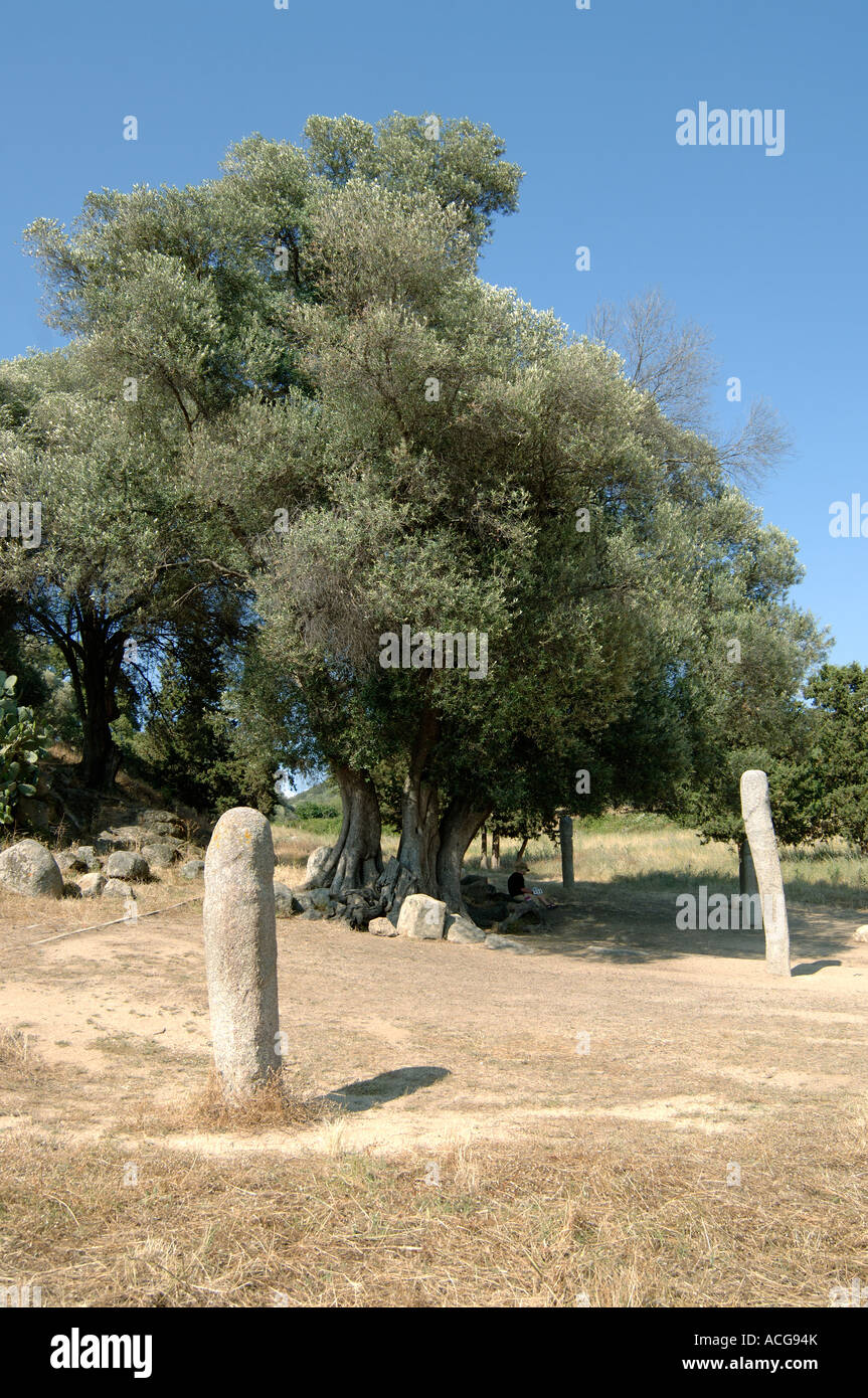 Vieux Oliviers matures sur le site préhistorique de Filletosa monolithes en Corse Banque D'Images
