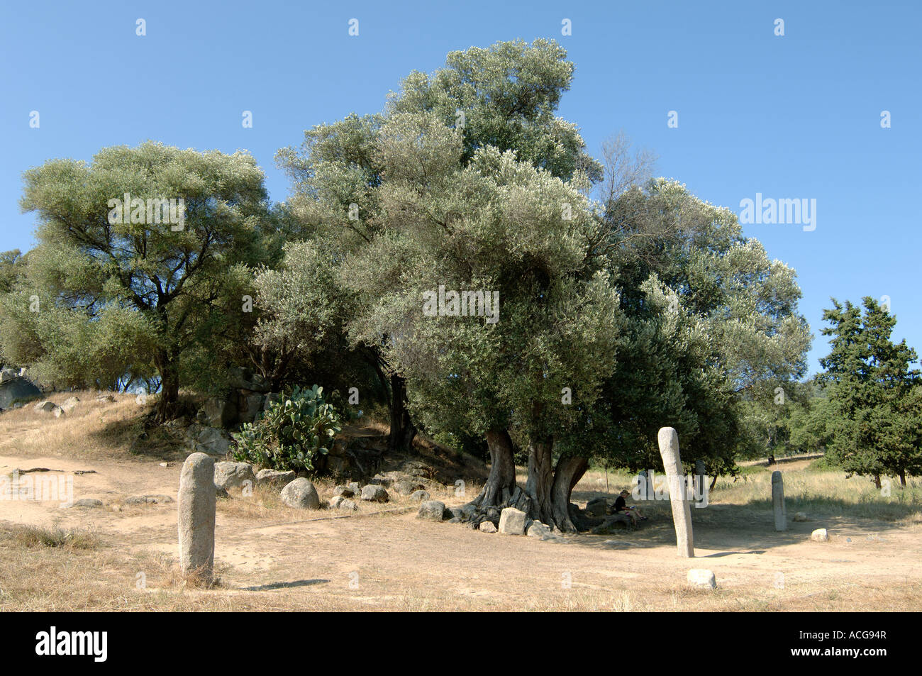 Vieux Oliviers matures sur le site préhistorique de Filletosa monolithes en Corse Banque D'Images