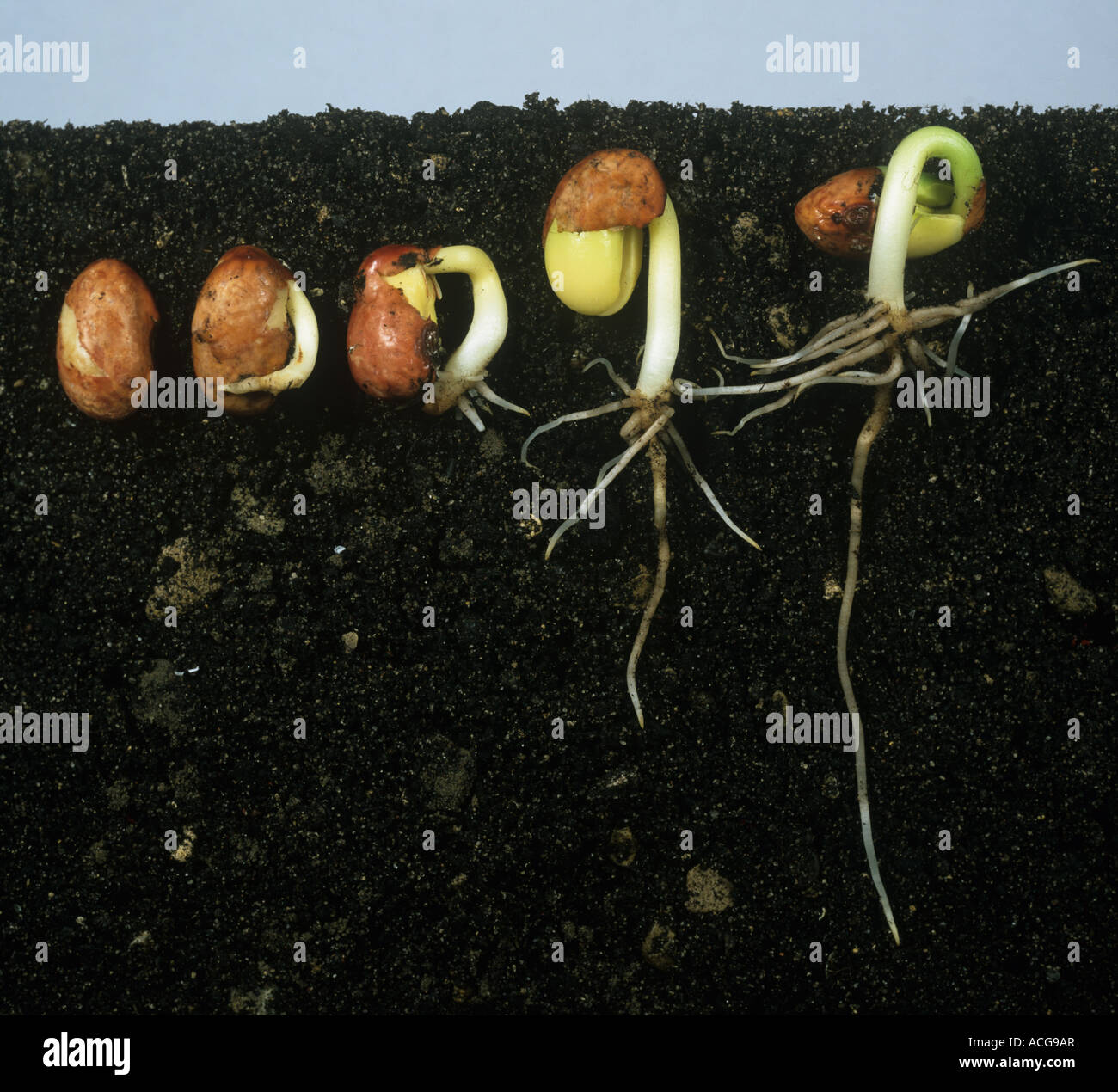 Germination D'une Graine De Haricot Sous sol montrant une série d'étapes avec un haricot vert en