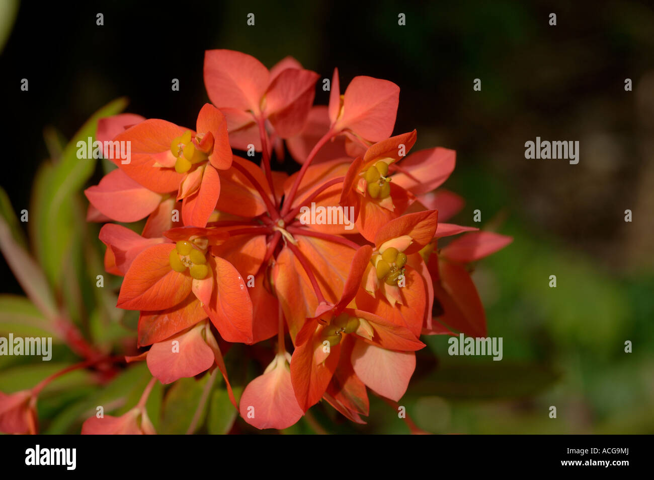 Fleurs d'Euphorbia griffithii Fireglow Banque D'Images