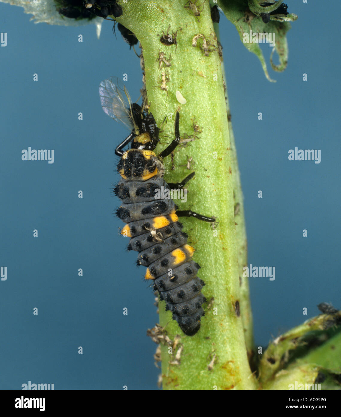 Sept taches coccinella septempunctata larva se nourrissant sur le puceron de haricot noir Banque D'Images