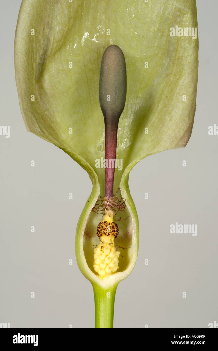 Chers seigneurs Arum maculatum arum sauvage section montrant les fleurs femelles mâles spadice spathe Banque D'Images
