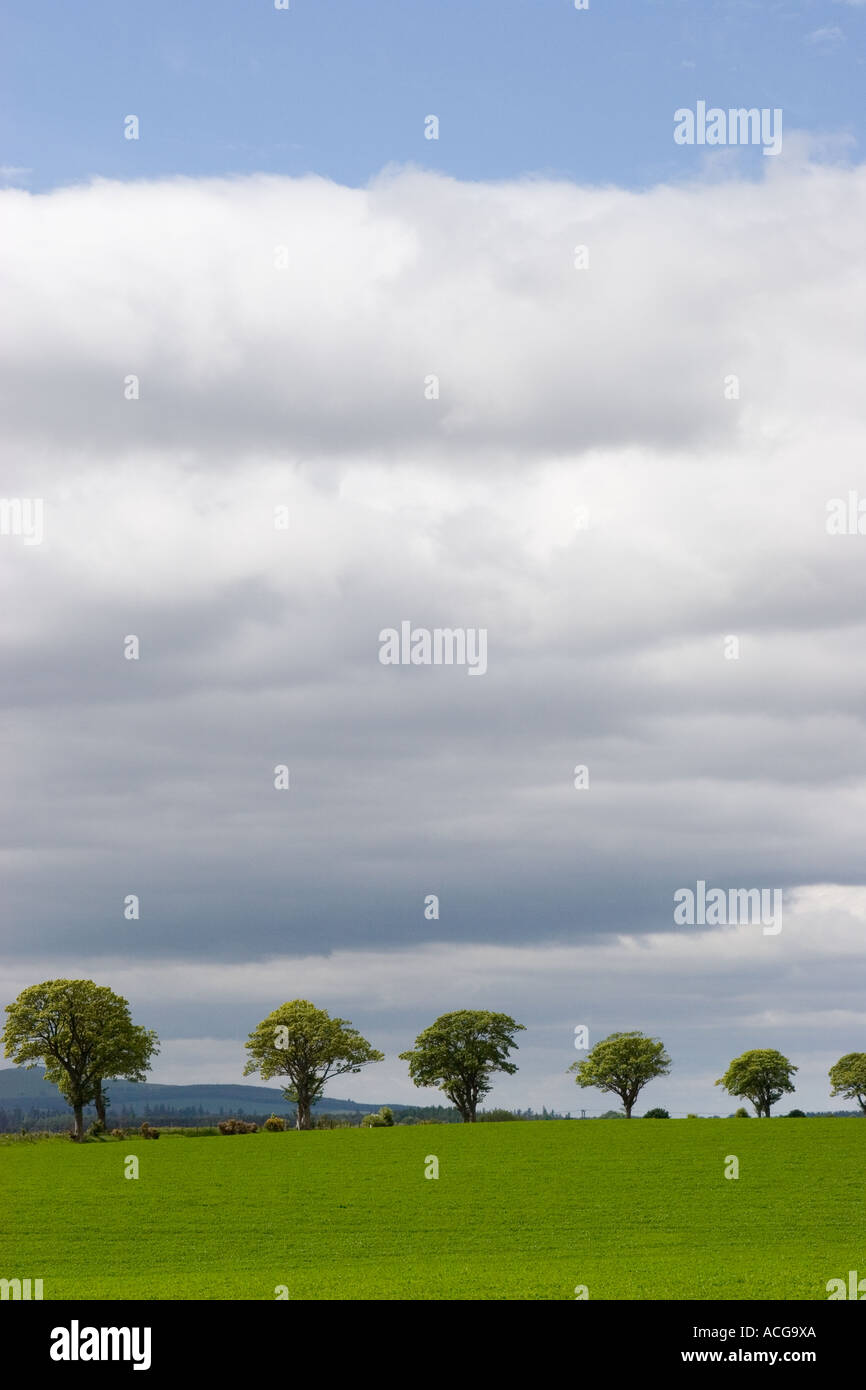 La plantation de la bordure du champ ou dans le champ des rideaux d'arbres de la frontière agricole ; - un paysage agricole du Perthshire, Écosse, Royaume-Uni Banque D'Images